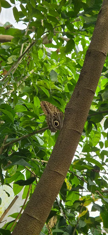 Großer Schmetterling sitzt im Schmetterlingstempel von Wildlands Emmen an einem Baumstamm