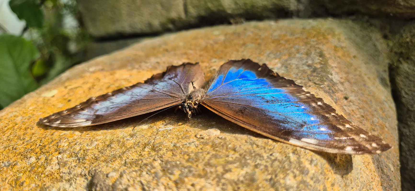 Schmetterling ganz nah zum Beobachten im Schmetterlingstempel von Wildlands Emmen