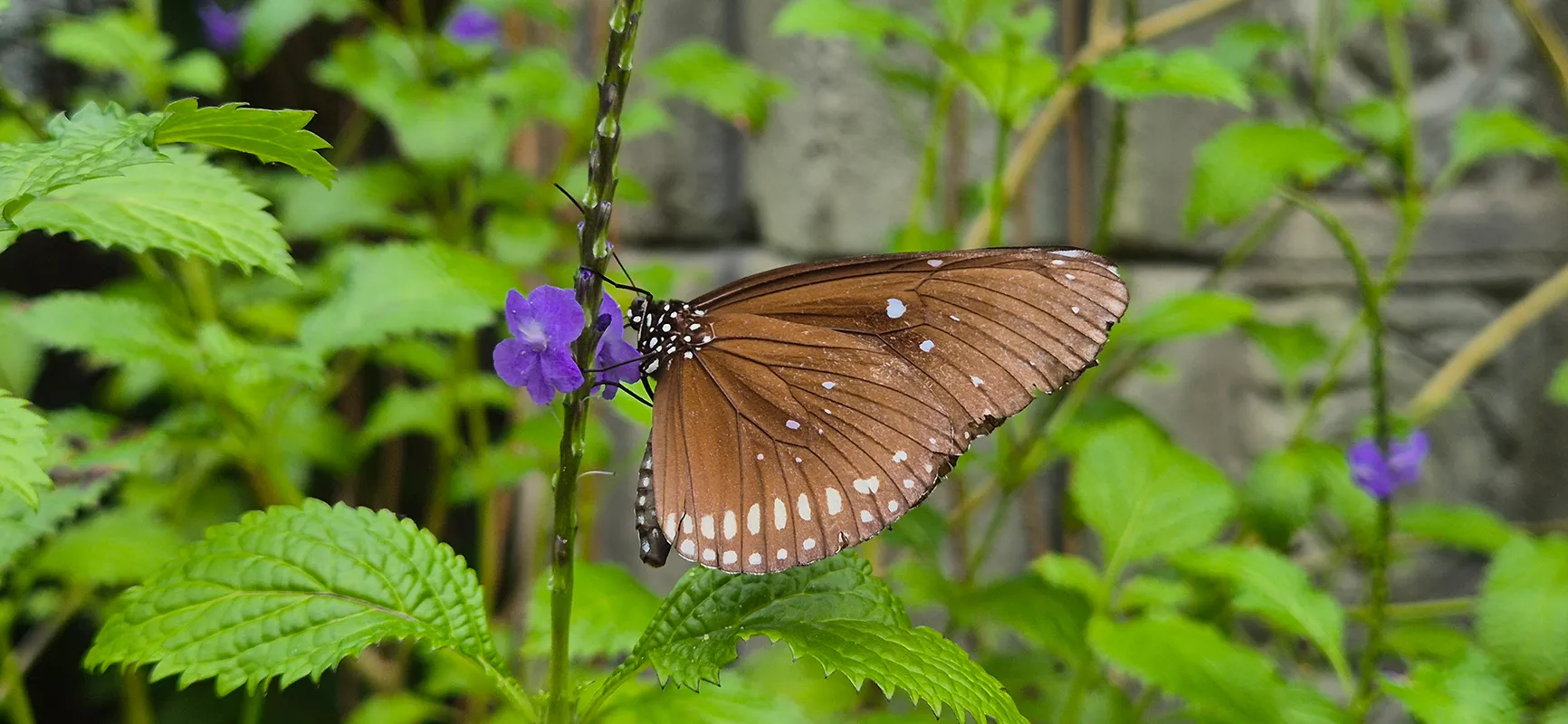 Brauner Schmetterling sitzt an einer violetten Blüte im Schmetterlingstempel