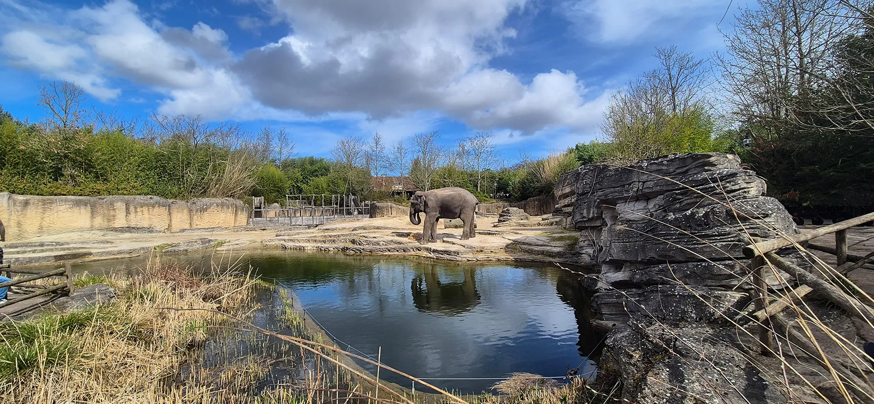 Elefant auf der weitläufigen Außenanlage im Wildlands Adventure Zoo Emmen