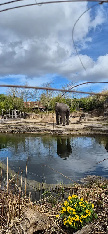 Elefant läuft am Wasserbereich der Außenanlage im Wildlands Adventure Zoo Emmen entlang