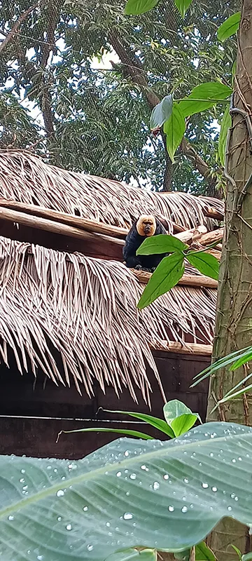 Affe sitzt zwischen Pflanzen und Dachkonstruktion im tropischen Bereich Rimbula