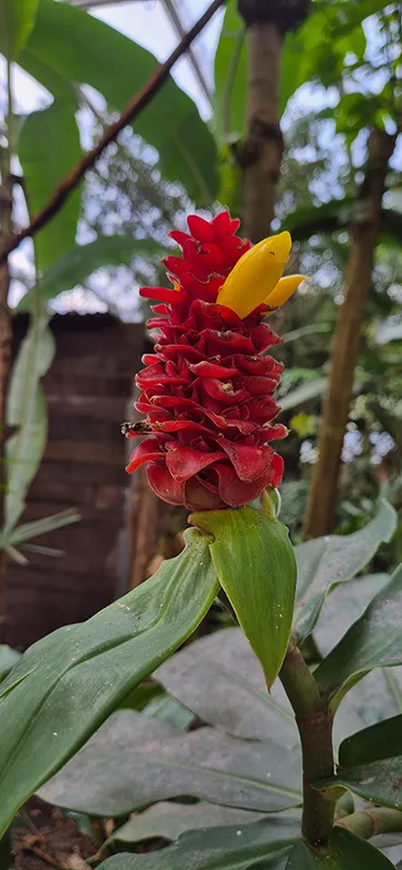 Rote tropische Blüte im Bereich Rimbula im Wildlands Adventure Zoo Emmen