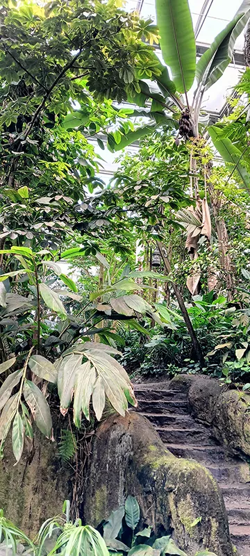Dichte tropische Pflanzenwelt im Bereich Rimbula im Wildlands Adventure Zoo Emmen