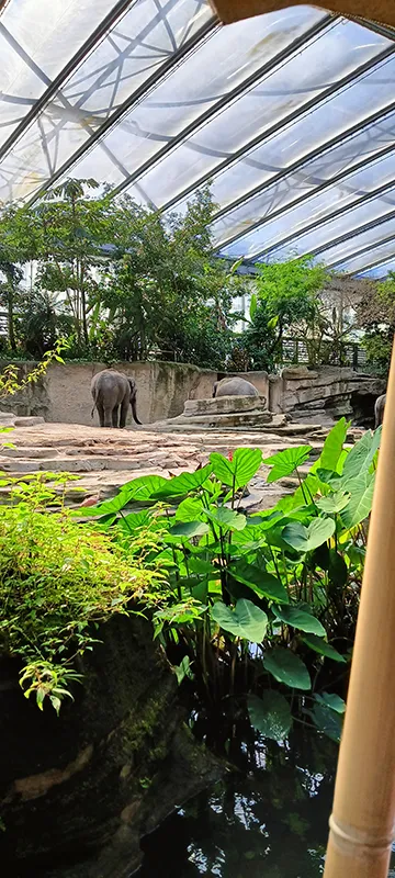 Elefanten auf der Anlage im tropischen Bereich des Wildlands Adventure Zoo Emmen