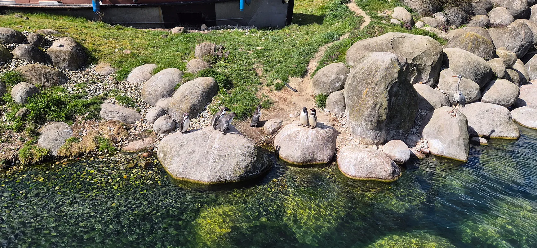 Pinguine stehen auf Felsen am Wasser im Bereich Nortica