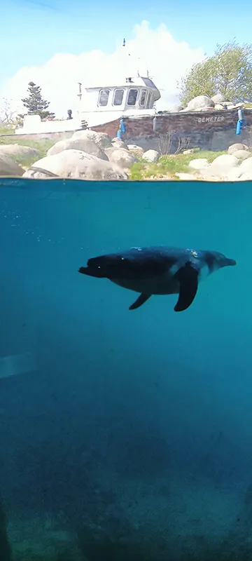 Pinguin schwimmt unter Wasser in der Sonar Station von Wildlands Emmen