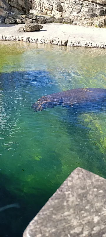 Nilpferd auf Tauchgang im Wasserbereich von Wildlands Emmen