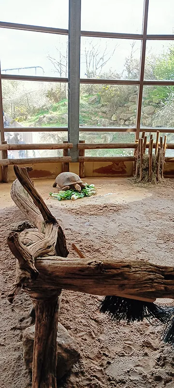 Schildkröte im Animazia-Bereich des Wildlands Adventure Zoo Emmen
