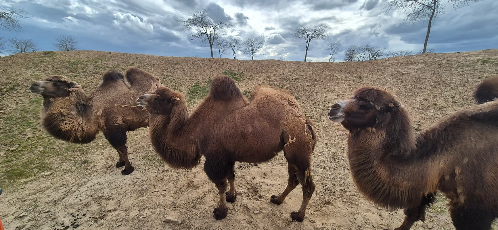Kamele stehen nah am Safari-Fahrzeug im Bereich Serenga