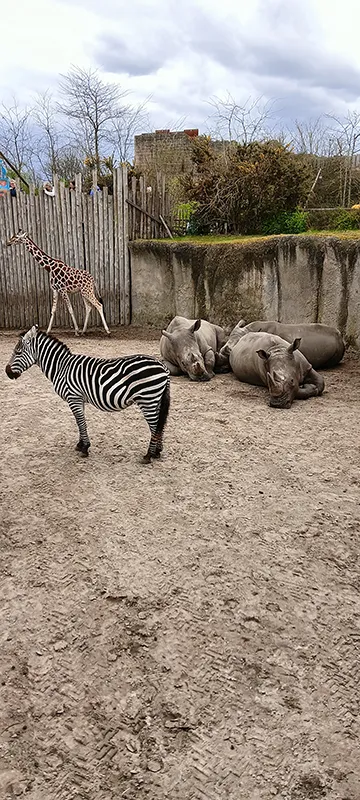 Zebra und Nashörner stehen gemeinsam auf der Anlage im Bereich Serenga