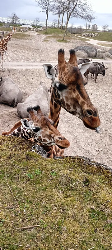 Giraffe und Jungtier fressen im Bereich Serenga im Wildlands Adventure Zoo Emmen