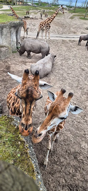 Zwei Giraffen schauen nah in Richtung Kamera im Bereich Serenga
