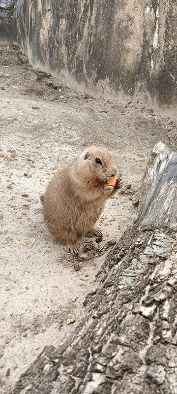 Kleines Nagetier frisst ein Stück Karotte im Wildlands Adventure Zoo Emmen