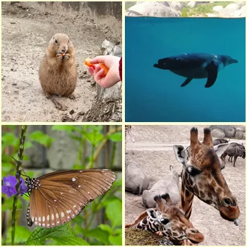 Wildlands Emmen mit Kindern – Erfahrungsbericht zum Zoo in den Niederlanden