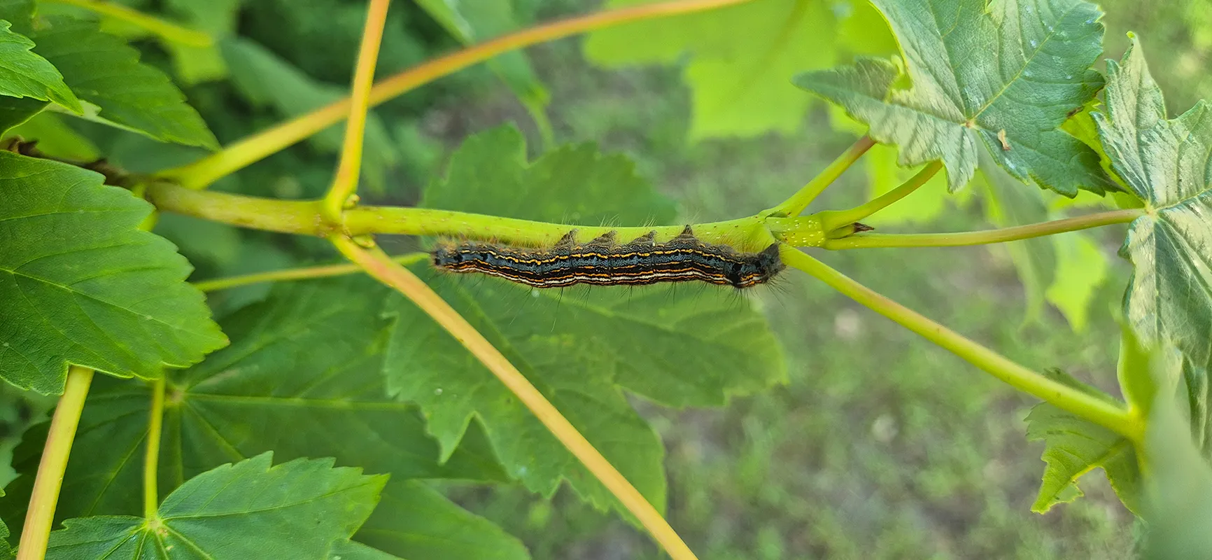 Raupe im Grünen auf Camping Wedderbergen